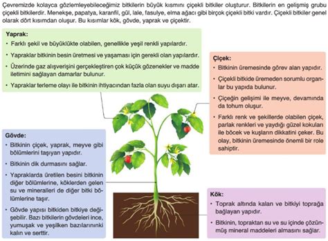 Bitkiler 5 sınıf konu anlatımı